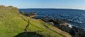 (83) The Nobbies Gull colony Panorama